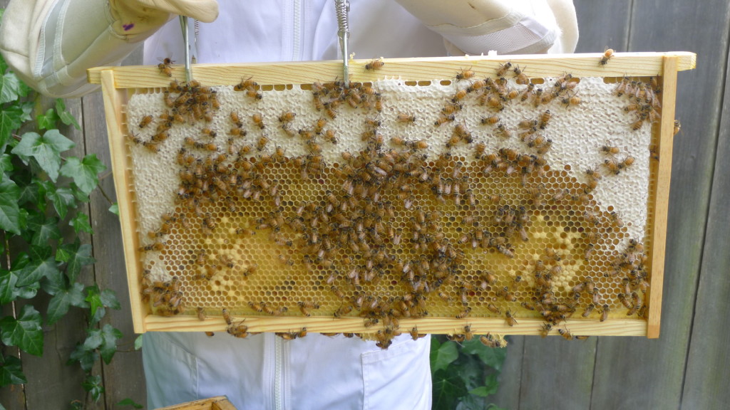 Bees on June 1