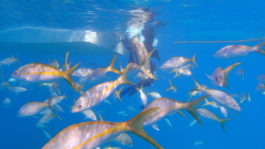 Yellow Tail Snapper Under Mike's Boat