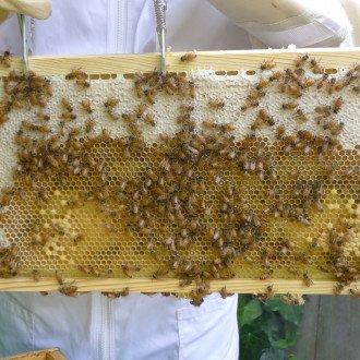 Frame of Bees