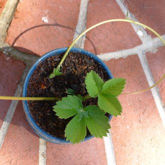 Strawberry Runners