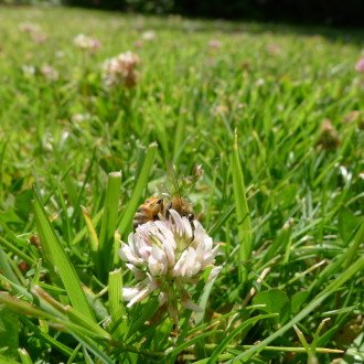 Bees Foraging