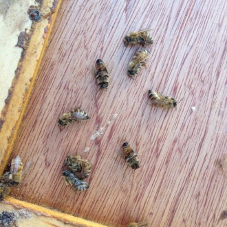 Hive died