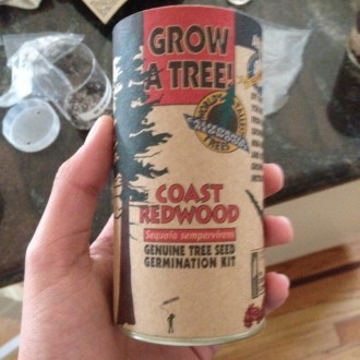 Redwoods!