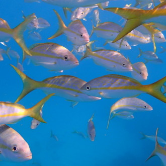 Yellowtail Snapper while Snorkeling
